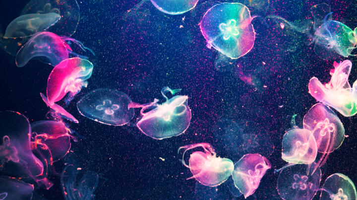 Biomass – multitalented jellyfish: The European research project GoJelly that wa ...