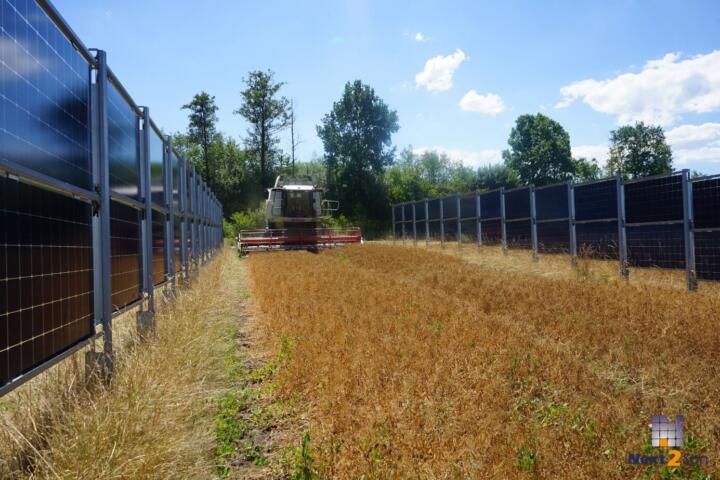 Field pea harvest between vertical “Next2Sun” PV systems