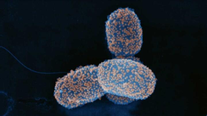 Blindenhunde und andere Roboter